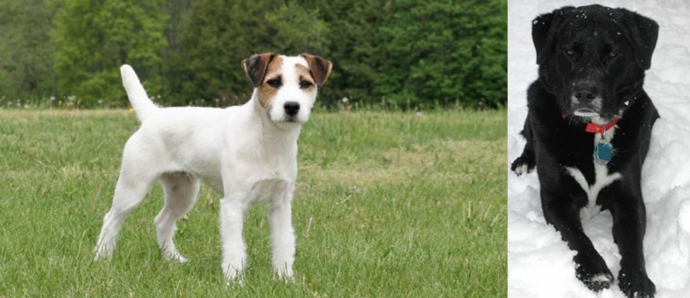 St. John's Water Dog vs Jack Russell Terrier - Breed Comparison