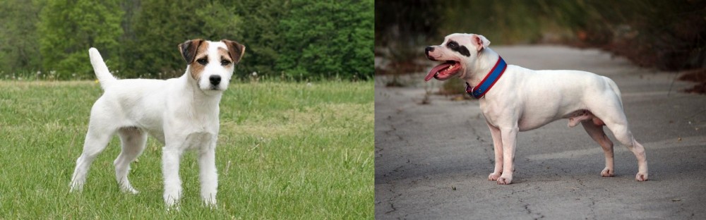 Staffordshire Bull Terrier vs Jack Russell Terrier - Breed Comparison