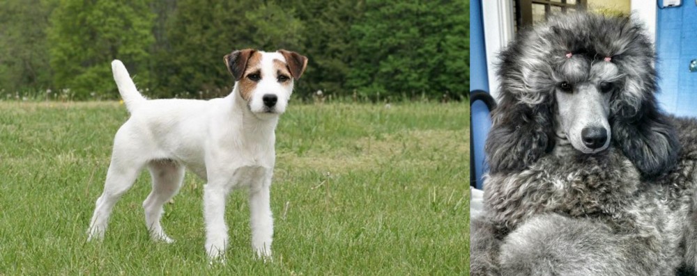 Standard Poodle vs Jack Russell Terrier - Breed Comparison