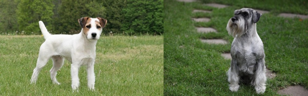 Standard Schnauzer vs Jack Russell Terrier - Breed Comparison