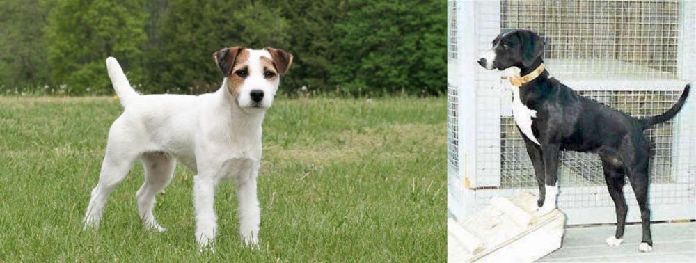 Stephens Stock vs Jack Russell Terrier - Breed Comparison