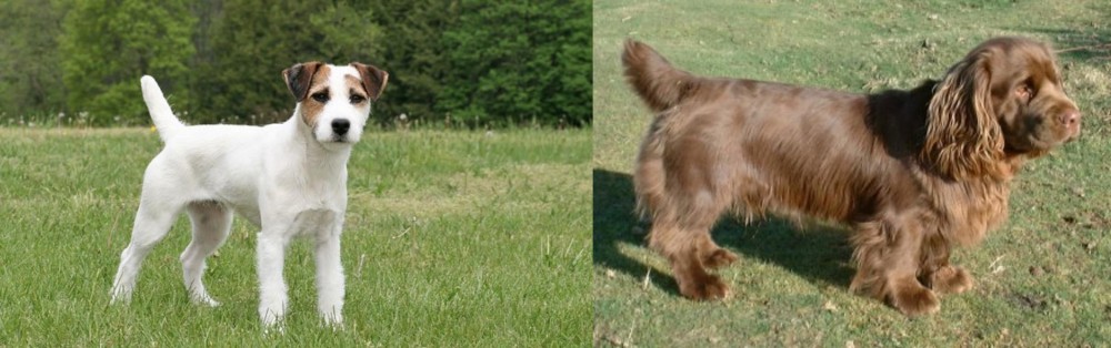 Sussex Spaniel vs Jack Russell Terrier - Breed Comparison