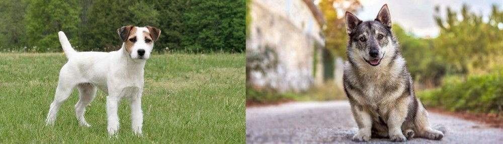 Swedish Vallhund vs Jack Russell Terrier - Breed Comparison