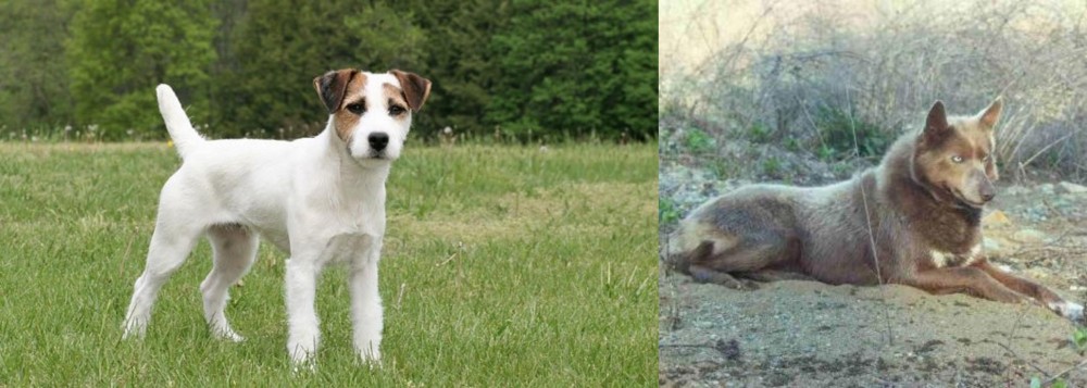 Tahltan Bear Dog vs Jack Russell Terrier - Breed Comparison