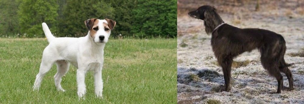 Taigan vs Jack Russell Terrier - Breed Comparison