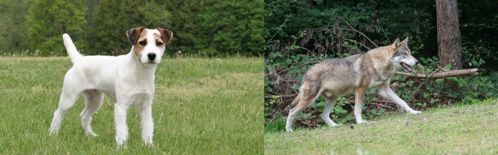 Tamaskan vs Jack Russell Terrier - Breed Comparison