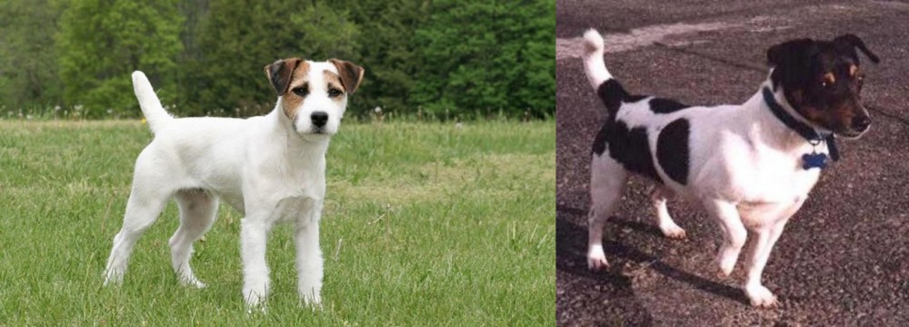 Teddy Roosevelt Terrier vs Jack Russell Terrier - Breed Comparison
