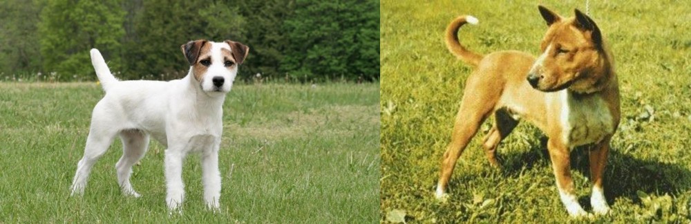 Telomian vs Jack Russell Terrier - Breed Comparison