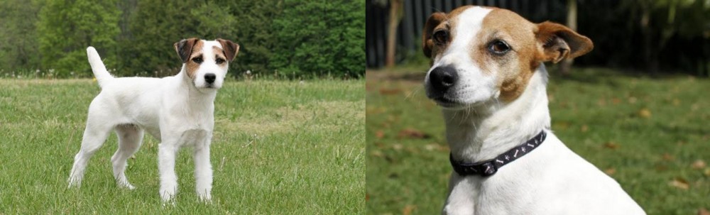Tenterfield Terrier vs Jack Russell Terrier - Breed Comparison