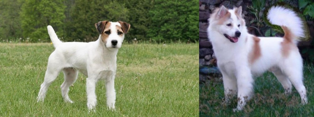 Thai Bangkaew vs Jack Russell Terrier - Breed Comparison