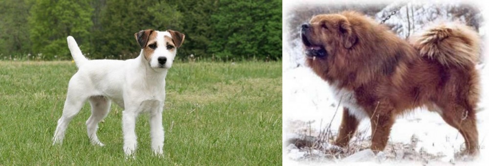 Tibetan Kyi Apso vs Jack Russell Terrier - Breed Comparison