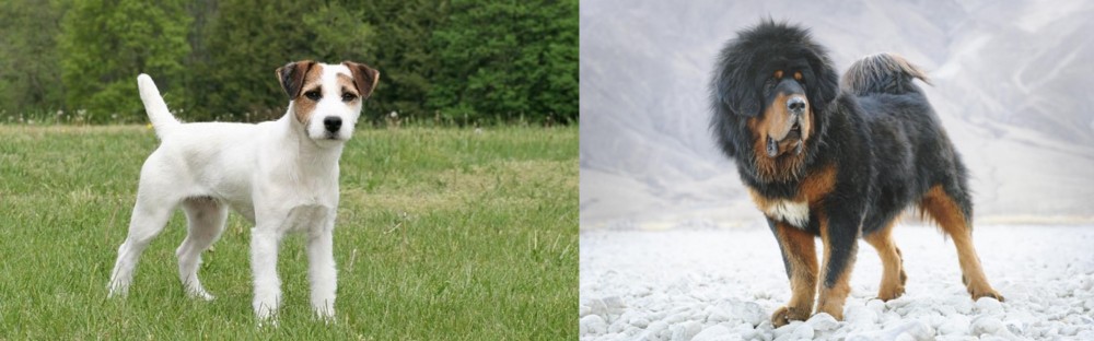 Tibetan Mastiff vs Jack Russell Terrier - Breed Comparison