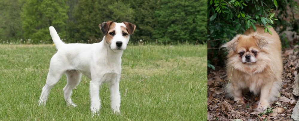 Tibetan Spaniel vs Jack Russell Terrier - Breed Comparison