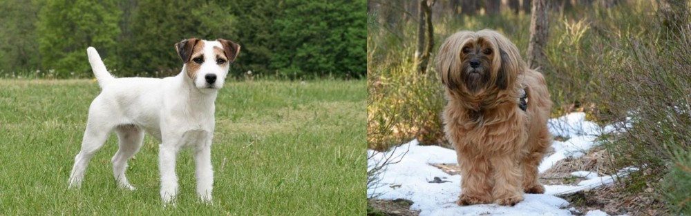 Tibetan Terrier vs Jack Russell Terrier - Breed Comparison