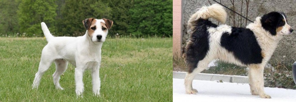 Tornjak vs Jack Russell Terrier - Breed Comparison