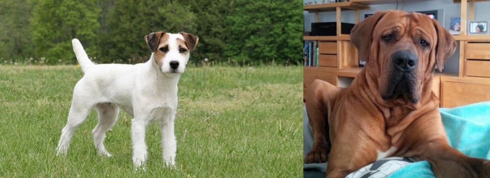 Tosa vs Jack Russell Terrier - Breed Comparison