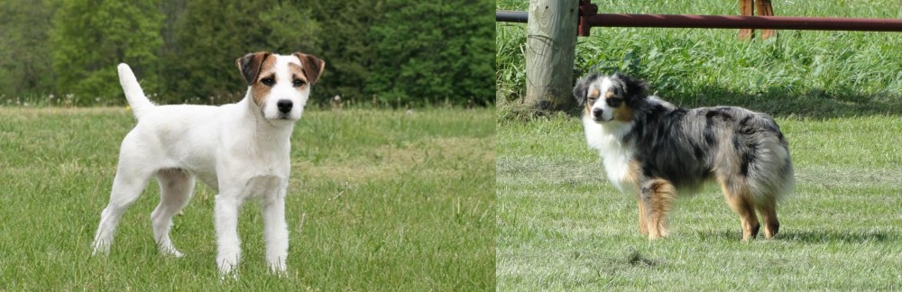Toy Australian Shepherd vs Jack Russell Terrier - Breed Comparison