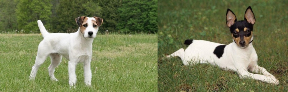 Toy Fox Terrier vs Jack Russell Terrier - Breed Comparison