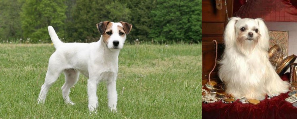 Toy Mi-Ki vs Jack Russell Terrier - Breed Comparison
