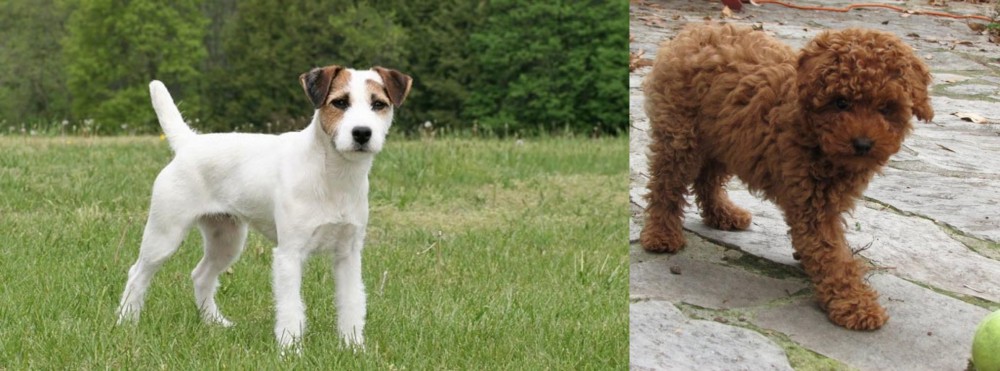 Toy Poodle vs Jack Russell Terrier - Breed Comparison