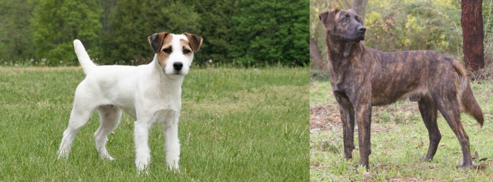 Treeing Tennessee Brindle vs Jack Russell Terrier - Breed Comparison