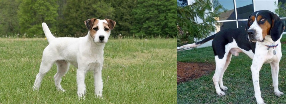 Treeing Walker Coonhound vs Jack Russell Terrier - Breed Comparison
