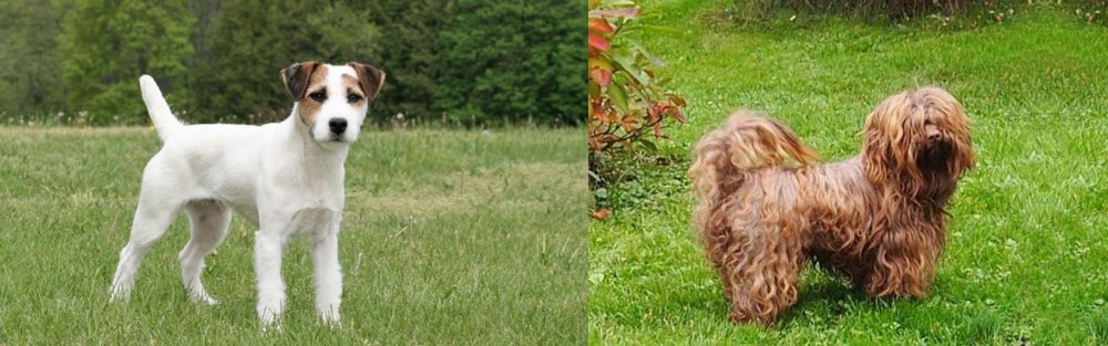 Tsvetnaya Bolonka vs Jack Russell Terrier - Breed Comparison