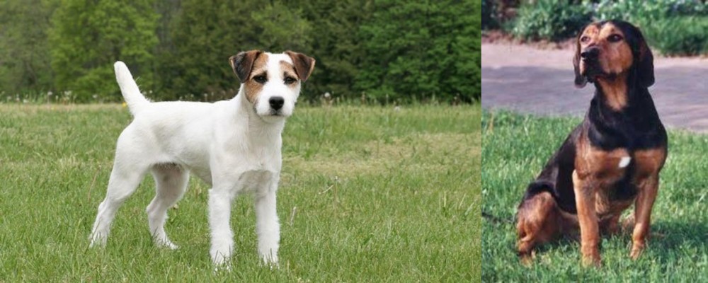 Tyrolean Hound vs Jack Russell Terrier - Breed Comparison