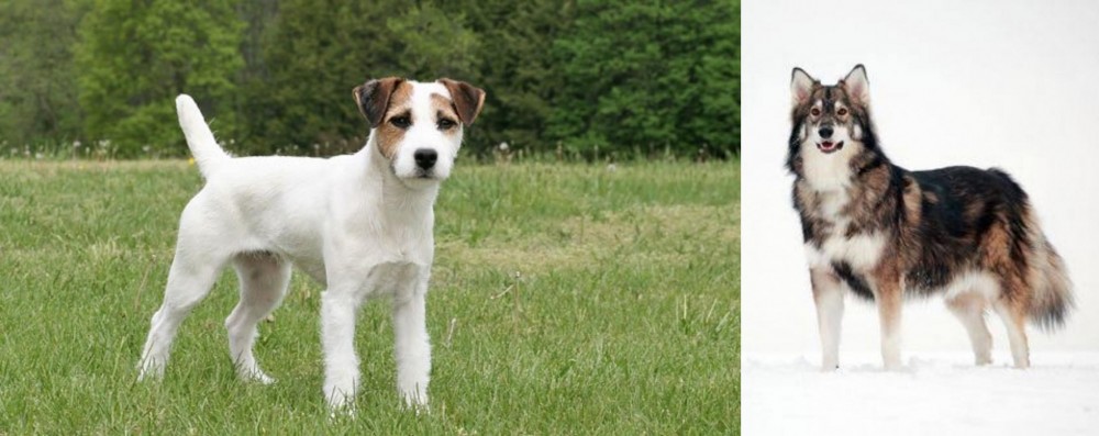 Utonagan vs Jack Russell Terrier - Breed Comparison