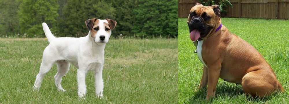 Valley Bulldog vs Jack Russell Terrier - Breed Comparison
