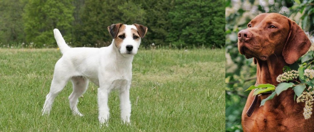 Vizsla vs Jack Russell Terrier - Breed Comparison