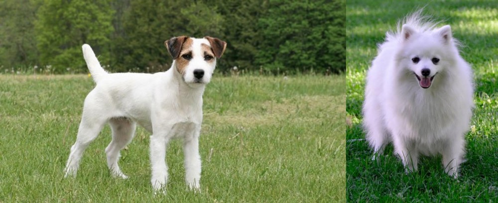 Volpino Italiano vs Jack Russell Terrier - Breed Comparison