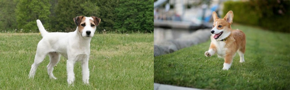 Welsh Corgi vs Jack Russell Terrier - Breed Comparison