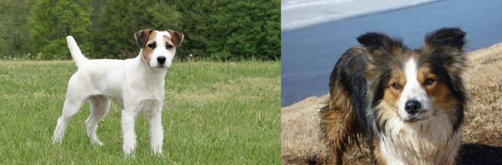 Welsh Sheepdog vs Jack Russell Terrier - Breed Comparison