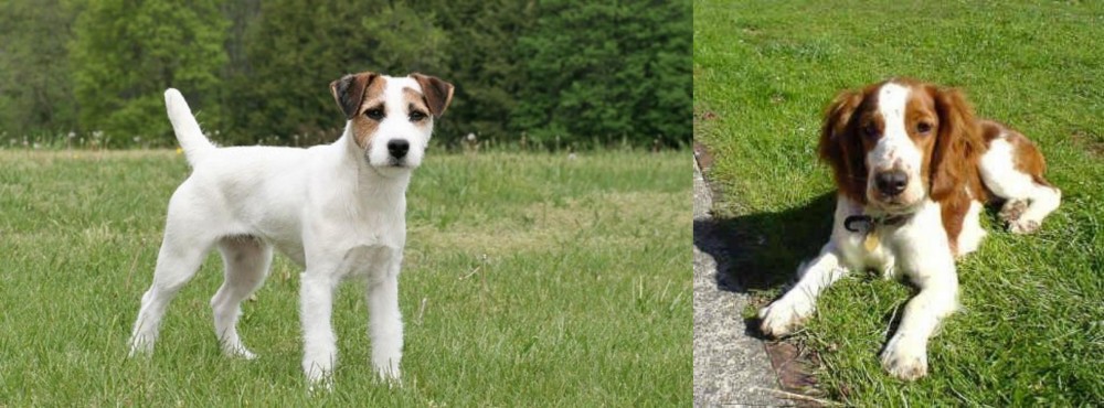 Welsh Springer Spaniel vs Jack Russell Terrier - Breed Comparison