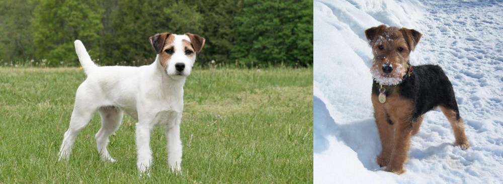 Welsh Terrier vs Jack Russell Terrier - Breed Comparison