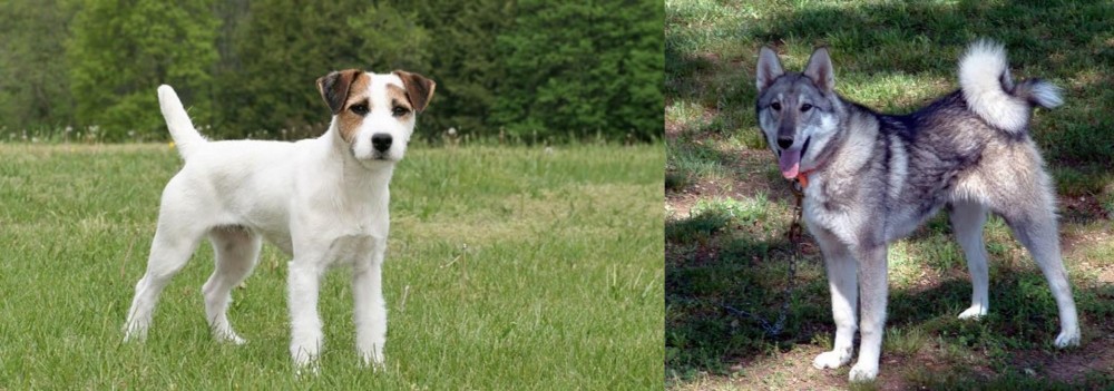 West Siberian Laika vs Jack Russell Terrier - Breed Comparison