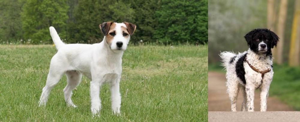 Wetterhoun vs Jack Russell Terrier - Breed Comparison