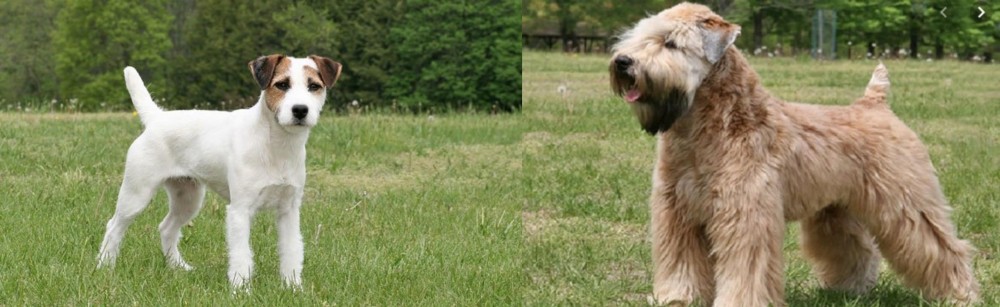 Wheaten Terrier vs Jack Russell Terrier - Breed Comparison