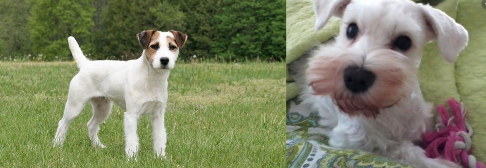 White Schnauzer vs Jack Russell Terrier - Breed Comparison