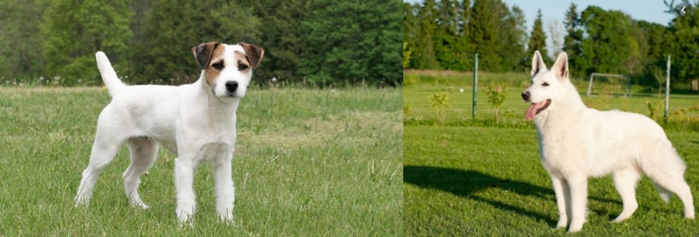 White Shepherd vs Jack Russell Terrier - Breed Comparison