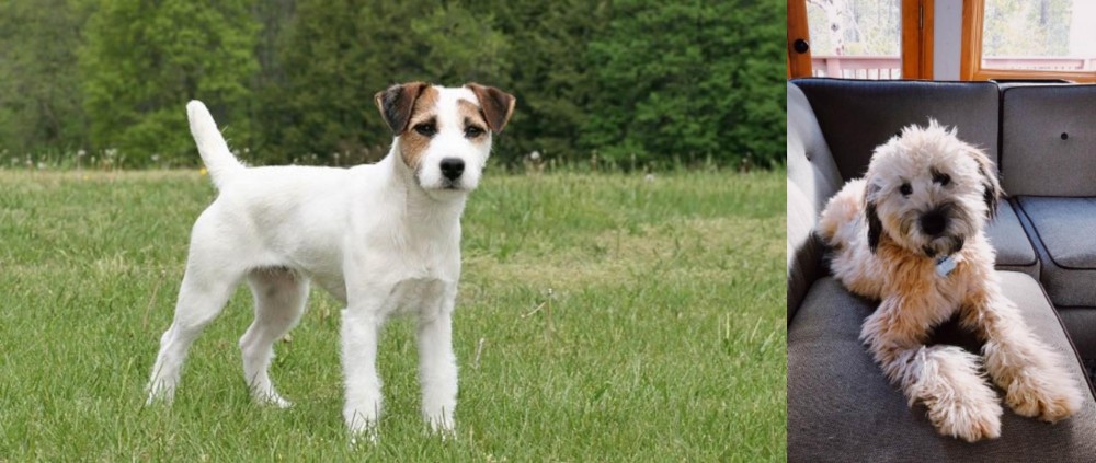 Whoodles vs Jack Russell Terrier - Breed Comparison