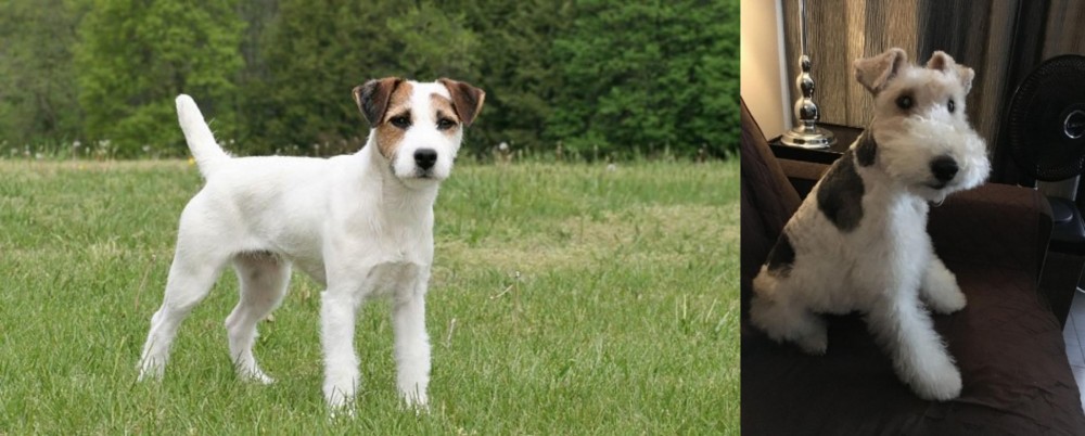 Wire Haired Fox Terrier vs Jack Russell Terrier - Breed Comparison