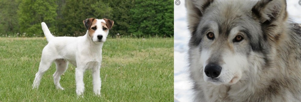 Wolfdog vs Jack Russell Terrier - Breed Comparison