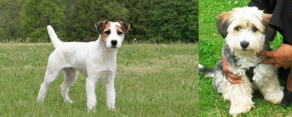 Yo-Chon vs Jack Russell Terrier - Breed Comparison