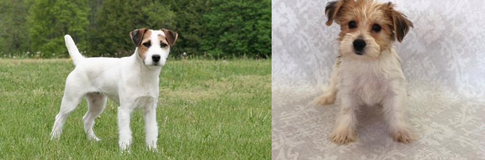 Yochon vs Jack Russell Terrier - Breed Comparison