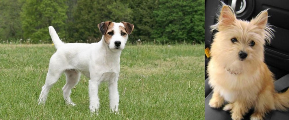 Yoranian vs Jack Russell Terrier - Breed Comparison