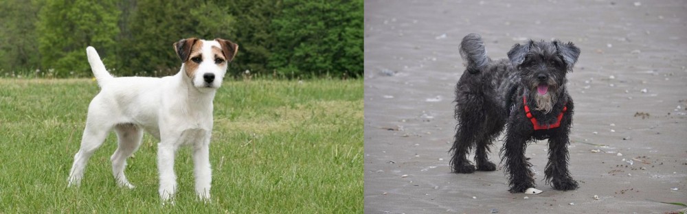 YorkiePoo vs Jack Russell Terrier - Breed Comparison
