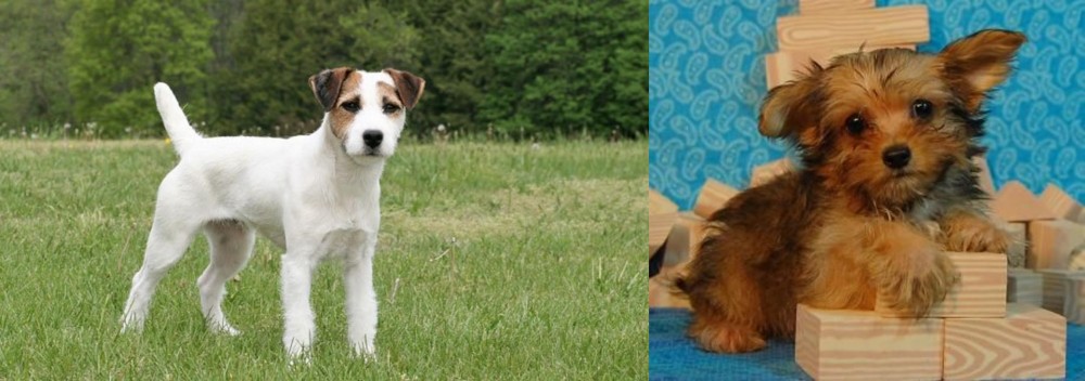 Yorkillon vs Jack Russell Terrier - Breed Comparison