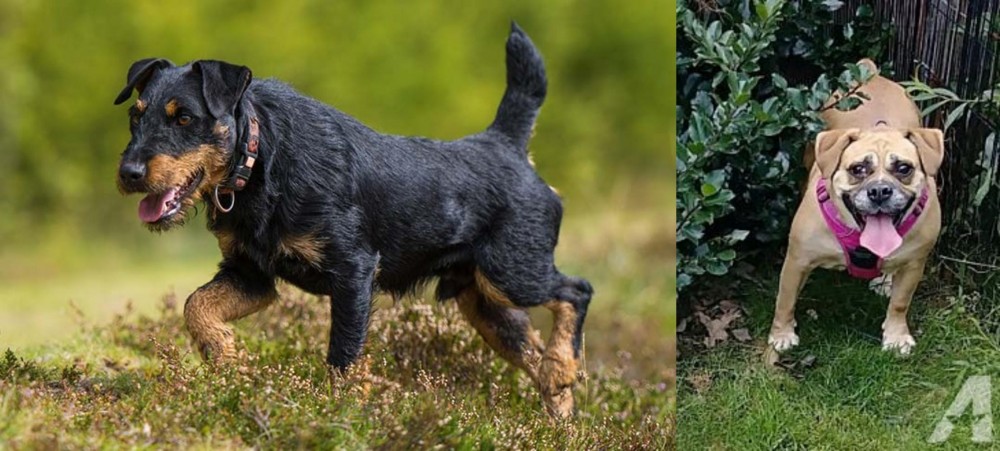 Beabull vs Jagdterrier - Breed Comparison